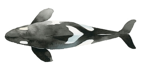Watercolor painted killer whale transparent png © Rawpixel.com
