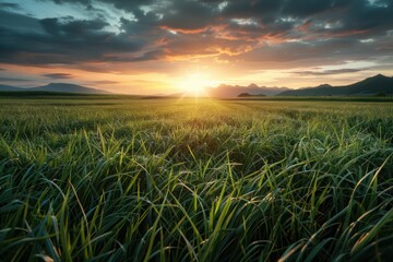 Dramatic Sunset Over Field with Gale Force Winds and Twilight Sky, A Breathtaking View of Nature's Power