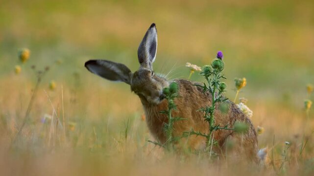 Hare, Lepus Europaeus, Jackrabbit, Czechia