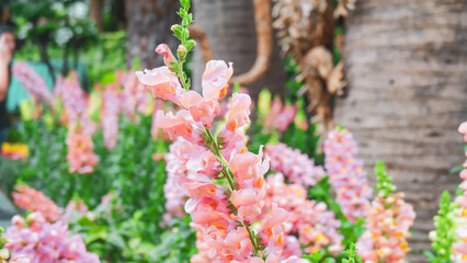 pink flowers in the garden