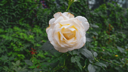 yellow rose