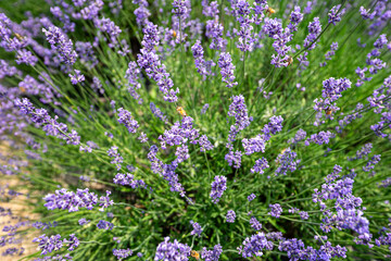 Lavender has a very pleasant scent and is used as an ingredient in diffusers, soaps, etc.