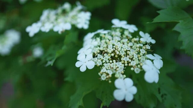 Viburnum opulus, Guelder rose. Beautiful white flowers of blooming Viburnum shrub on dark green background.