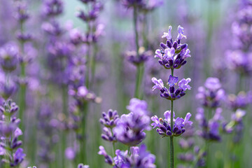 Lavender has a very pleasant scent and is used as an ingredient in diffusers, soaps, etc.