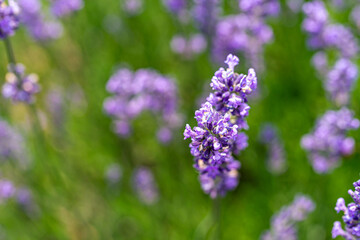 Lavender has a very pleasant scent and is used as an ingredient in diffusers, soaps, etc.