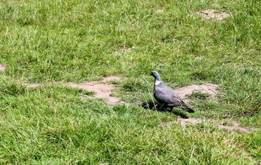 a gray wood pigeon with a white neck walks in a green meadow