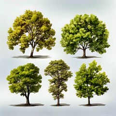 Obraz premium Collections of different trees and sizes