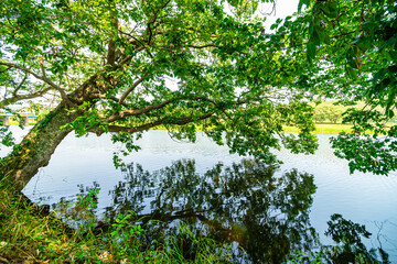 Beautiful riverside village scenery with old trees and forests.