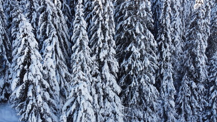 Paysage hivernal, alpes, forêt enneigée
