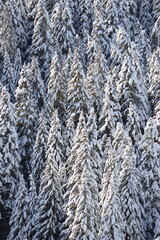 Paysage hivernal, alpes, forêt enneigée