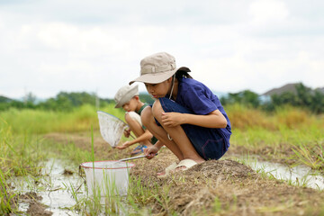 Asian girl and boy study the ecosystem in a rice field. Use a fish net strainer to collect water samples in the rice fields to examine the living creatures that live there. 