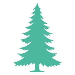 A tall green pine tree on a white background