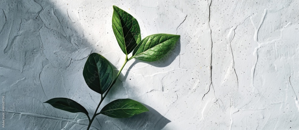 Poster Create a lifelike leaf shadow overlay on a white textured background perfect for product displays backdrops and mockups requiring copy space image