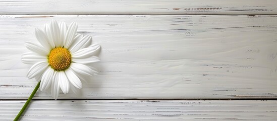 Fototapeta premium Daisy on white wooden background with copy space image