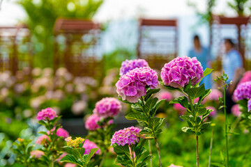 A wonderful world filled with beautiful hydrangeas of all colors.