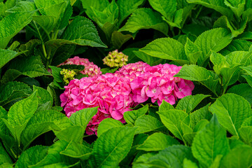A wonderful world filled with beautiful hydrangeas of all colors.