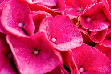 Close-up photos of hydrangeas of various colors that would be great as a wallpaper.