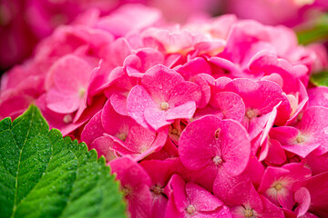 Obraz premium Close-up photos of hydrangeas of various colors that would be great as a wallpaper.