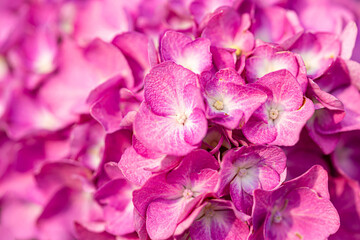 Close-up photos of hydrangeas of various colors that would be great as a wallpaper.