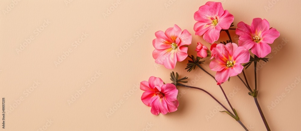 Aufkleber Pink primula flowers against a beige backdrop in a flat lay setting with ample copy space image to add different texts reflecting the blooming of spring