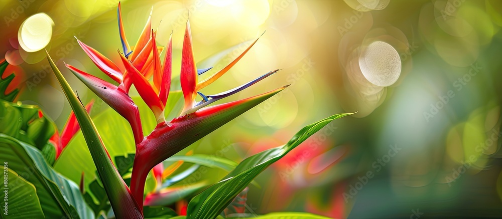 Poster Beautiful close up of a red Heliconia flower or bird of paradise in a garden setting with copy space image available