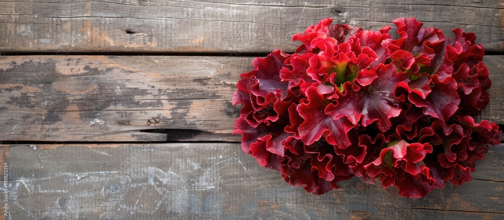 Poster top down view of vibrant red coral lettuce on a wooden surface with room for text in the background 