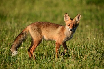 Cute young fox cub. Vulpes vulpes