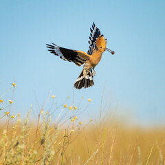 Eurasian hoopoe Upupa epops bird with beetle insect in beak. Wildlife scene Close up © Tatiana