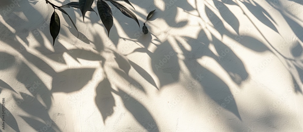 Aufkleber Natural tree shadows creating abstract leaf patterns on a white wall background perfect as a copy space image for wallpaper or designs