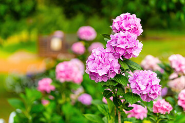 A pink hydrangea that goes well with a heart.