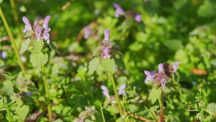 Obraz premium Field Of Purple Dead Nettle Or Lamium Purpureum. Purple Archangel. Nature Of Plant Lamium Purpureum Blooming In A Meadow.