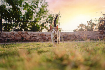 Kitty cat in city park.