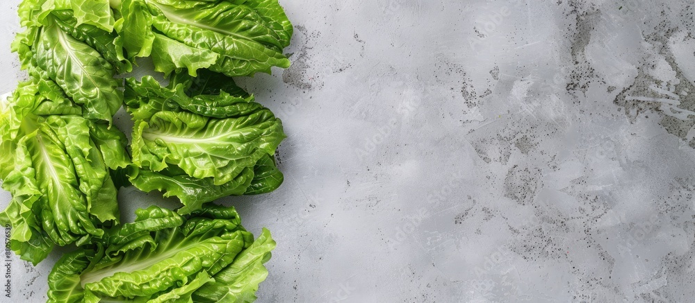 Poster top view of fresh green romaine lettuces on a light grey table with copy space image available