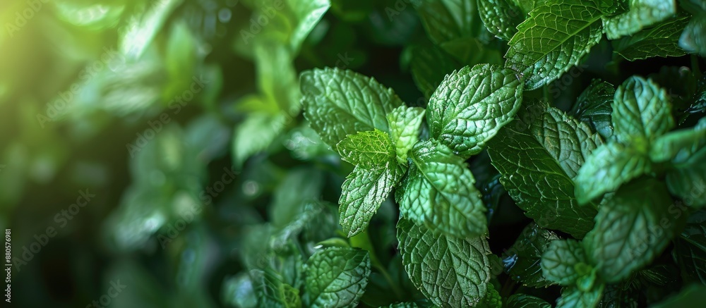 Poster a vibrant bunch of peppermint with fresh green leaves in a backyard setting perfect as a copy space 