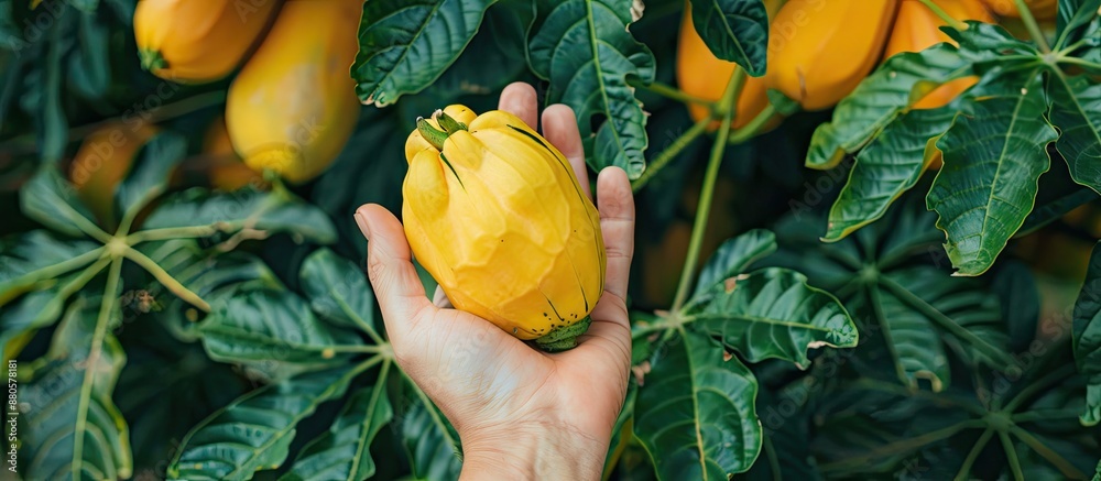 Poster a hand holding a ripe yellow pawpaw from a papaya tree surrounded by mostly green ones in an image w