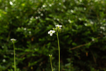 Meadow foamweed on the terrace in April in the city of Munich. focus on foreground