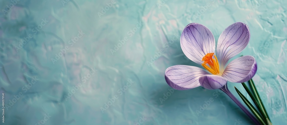 Poster Ethereally composed crocus flower on a pastel background with copy space image