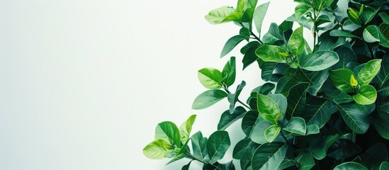 Copy space image of bright green foliage against a white backdrop