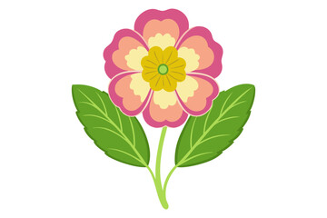 Primrose flower vector illustration 