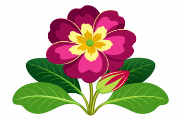 Primrose flower vector illustration 