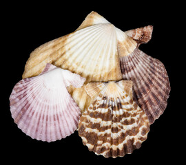 Closeup of seashells isolated on black background. sea shell