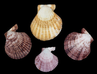 Closeup of seashells isolated on black background. sea shell