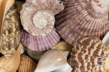 Mixed seashells background texture. seashells and corals close up. seashells collection pattern