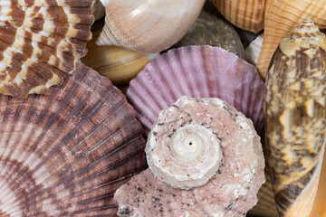 Mixed seashells background texture. seashells and corals close up. seashells collection pattern