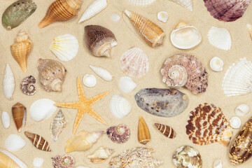Sandy beach background with seashells and starfish. natural sand textured background. summer holiday vacations concept . resort beach. top view.