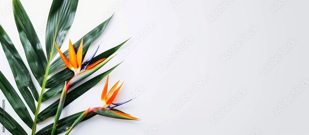 Poster Bird of Paradise flowers Strelitzia reginae displayed in a white backdrop with copy space image