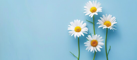 Chamomile flower set against a blue backdrop with copy space image evoking a spring or summer background theme