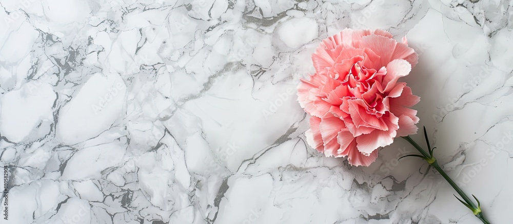 Aufkleber top view of a delicate pink carnation on a bright white marble surface representing a mother s day f