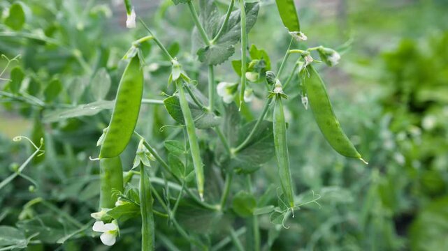 Green peas in the summer garden. Growing vegetables.