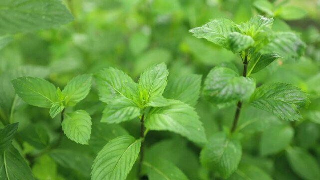 Green Mint Plant Grow Background close up mint leaf